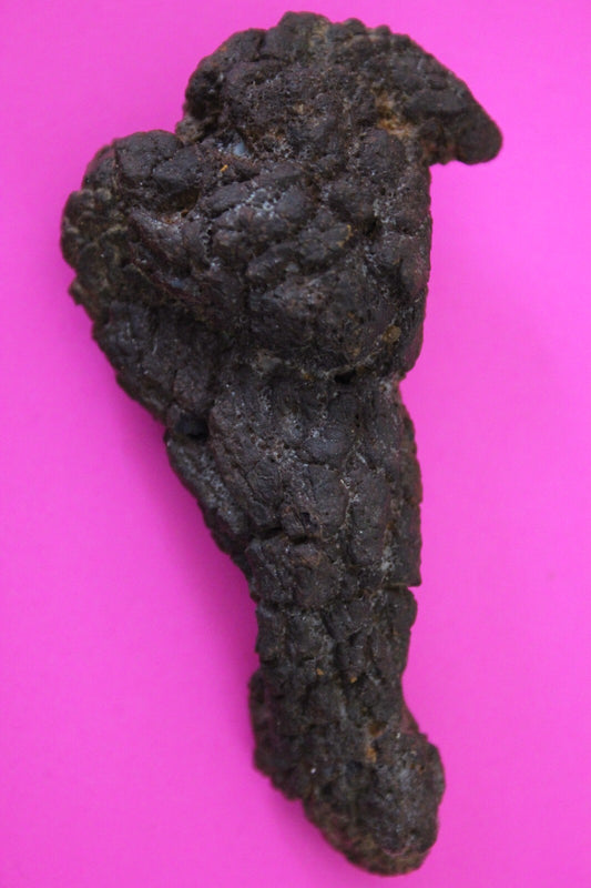 Giant Lizard Poop 5 Million Years Old Genuine Real Fossil Dinosaur Girl COA S18