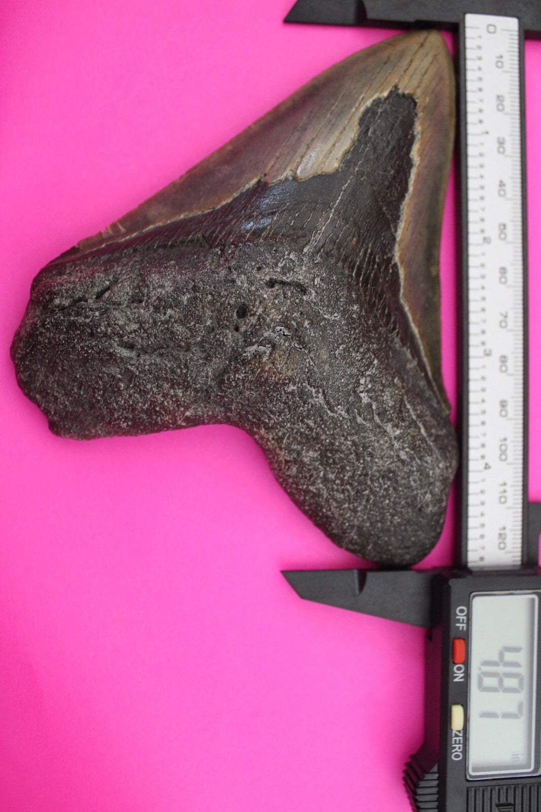 Authentic Megadolon Shark Tooth 4.87 Inch 226 Grams Fossil Dinosaur Girl COA M65