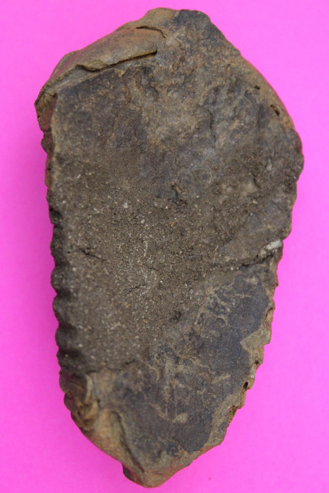 Authentic Trilobite Fossil 450 Million Years Old Genuine Dinosaur Girl COA 58