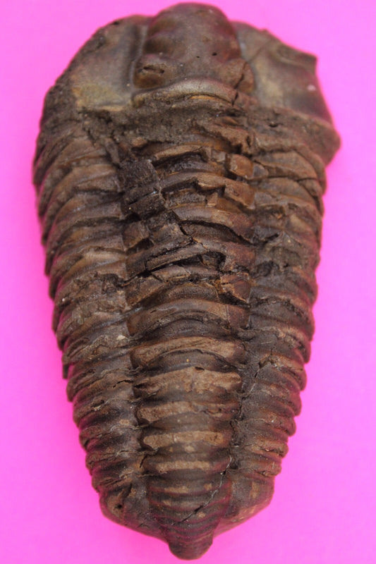 Authentic Trilobite Fossil 450 Million Years Old Genuine Dinosaur Girl COA 86