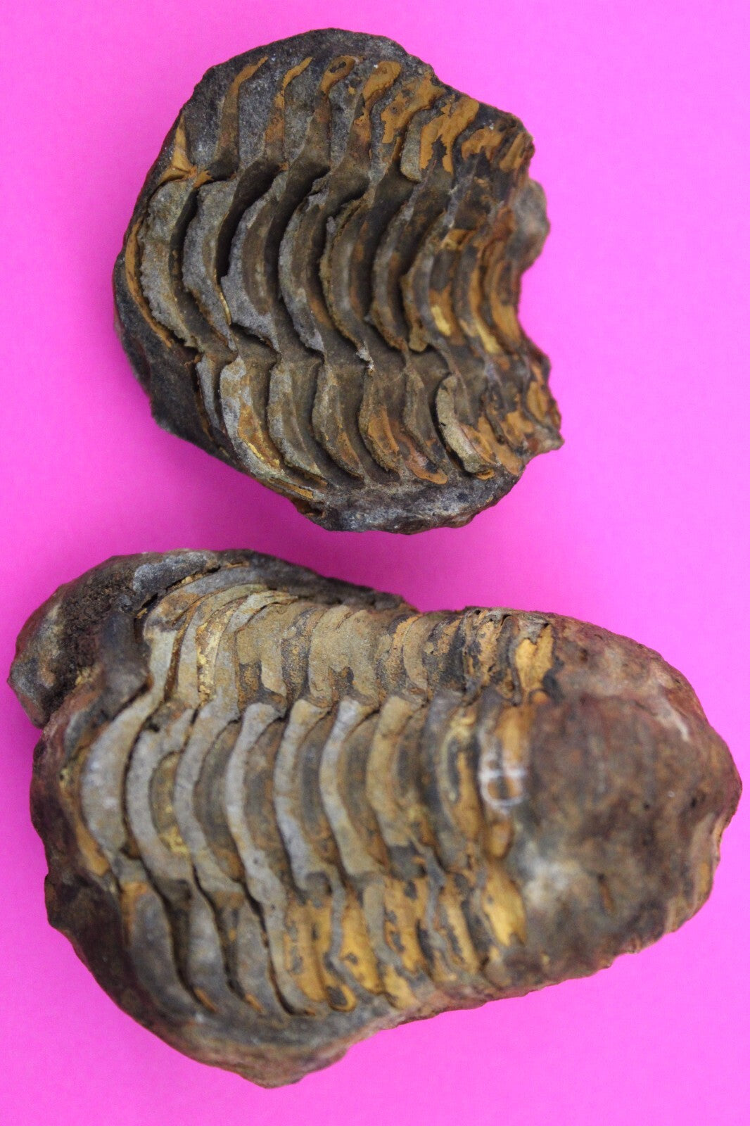 Authentic Trilobite Geode Real Fossil 450 Million Years Old Dinosaur Girl COA 01