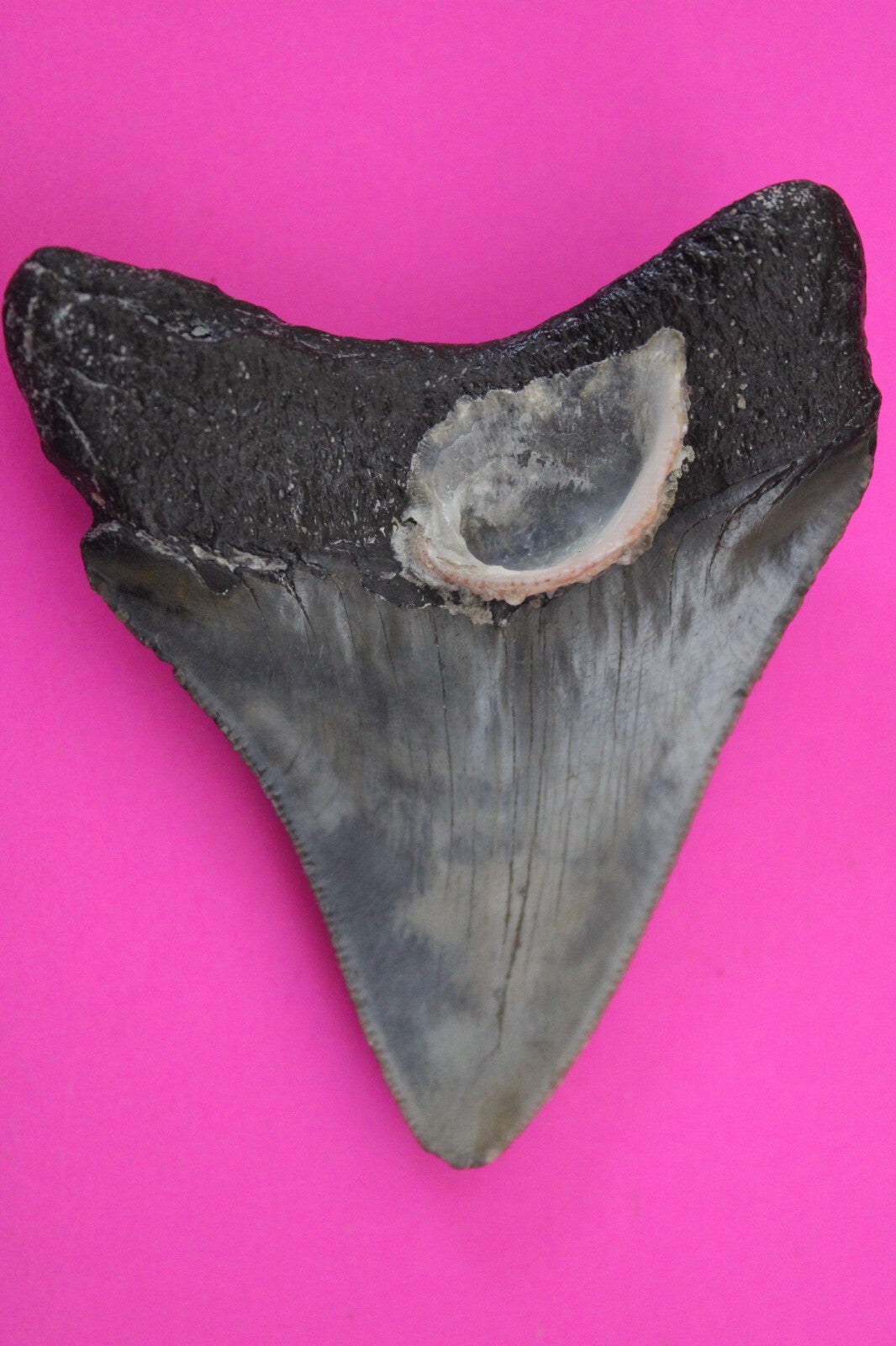 Authentic Megadolon Shark Tooth 2.96 Inch 49 Grams Fossil Dinosaur Girl COA M43