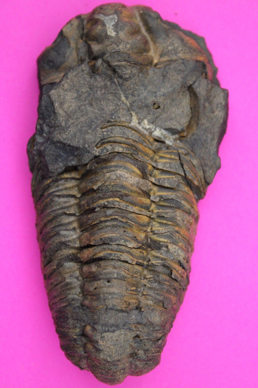 Authentic Trilobite Fossil 450 Million Years Old Genuine Dinosaur Girl COA 06