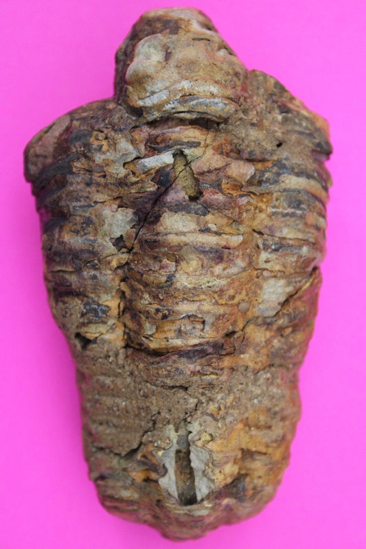Authentic Trilobite Fossil 450 Million Years Old Genuine Dinosaur Girl COA 11