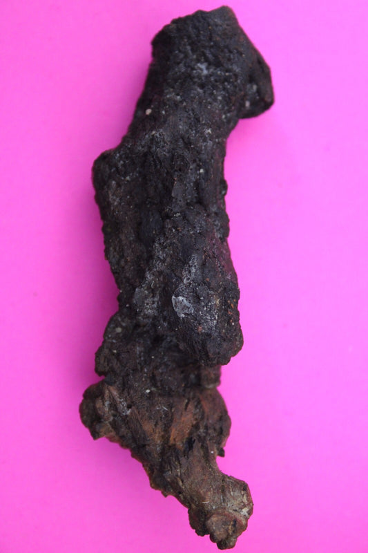 Giant Lizard Poop 5 Million Years Old Genuine Real Fossil Dinosaur Girl COA L05