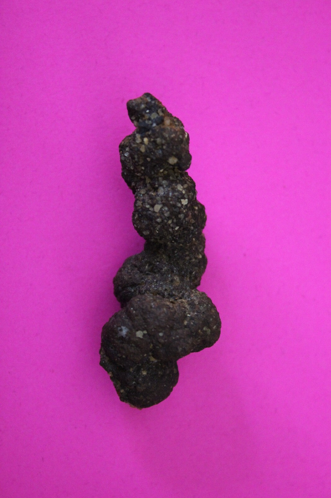 Giant Lizard Poop 5 Million Years Old Genuine Real Fossil Dinosaur Girl COA S32