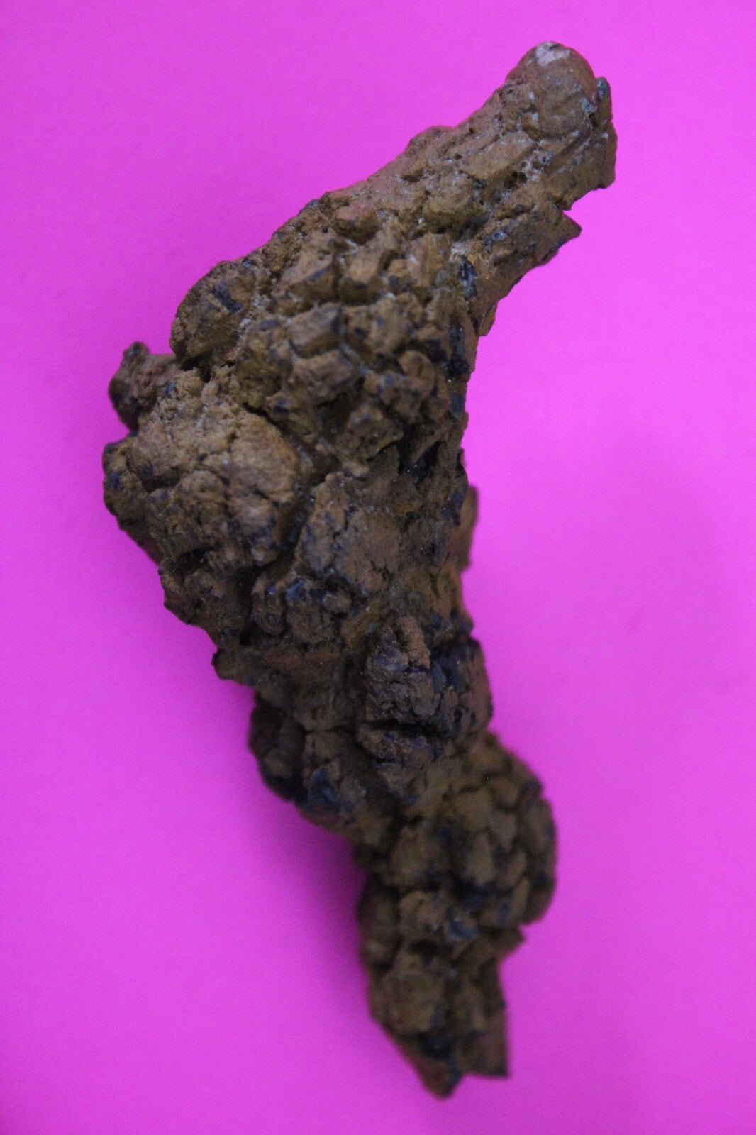 Giant Lizard Poop 5 Million Years Old Genuine Real Fossil Dinosaur Girl COA S44