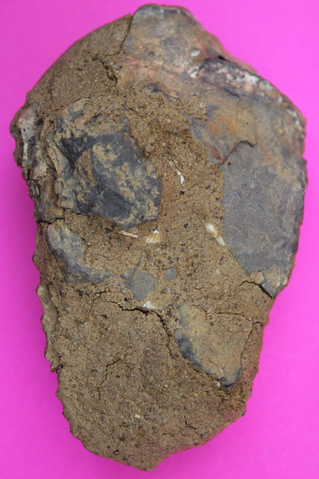 Authentic Trilobite Fossil 450 Million Years Old Genuine Dinosaur Girl COA 76