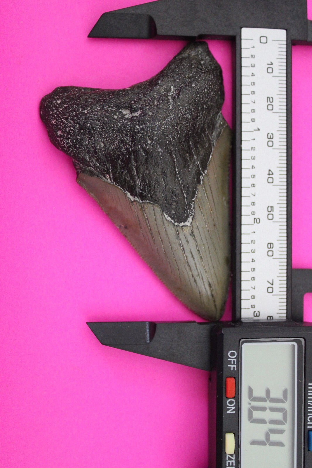 Authentic Megadolon Shark Tooth 3.04 Inch 51 Grams Fossil Dinosaur Girl COA M56