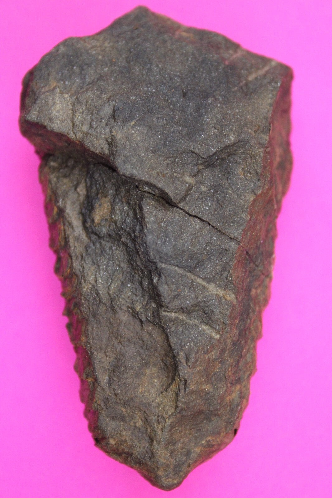 Authentic Trilobite Fossil 450 Million Years Old Genuine Dinosaur Girl COA 63