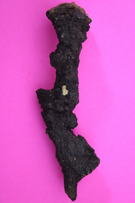 Giant Lizard Poop 5 Million Years Old Genuine Real Fossil Dinosaur Girl COA S58