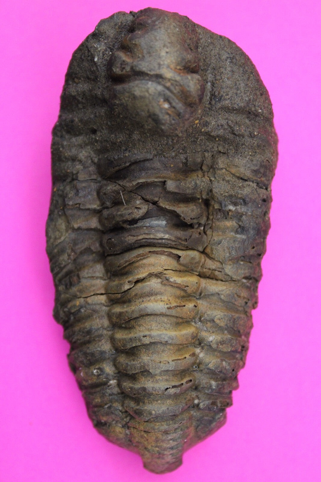 Authentic Trilobite Fossil 450 Million Years Old Genuine Dinosaur Girl COA 23