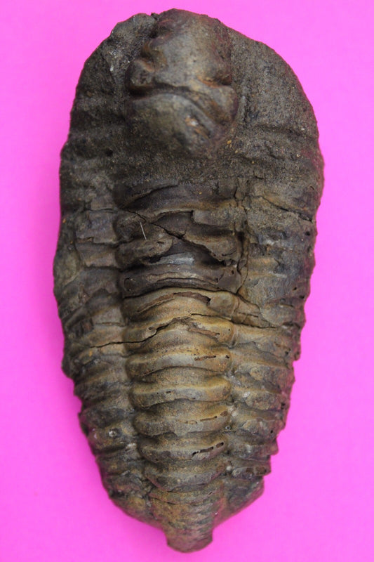 Authentic Trilobite Fossil 450 Million Years Old Genuine Dinosaur Girl COA 23