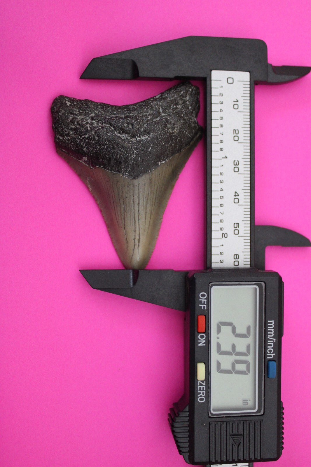 Authentic Megadolon Shark Tooth 2.39 Inch 30 Grams Fossil Dinosaur Girl COA M32