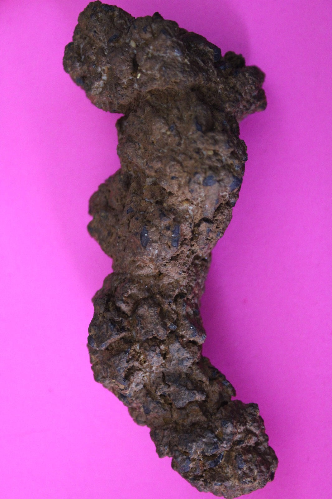 Giant Lizard Poop 5 Million Years Old Genuine Real Fossil Dinosaur Girl COA L09