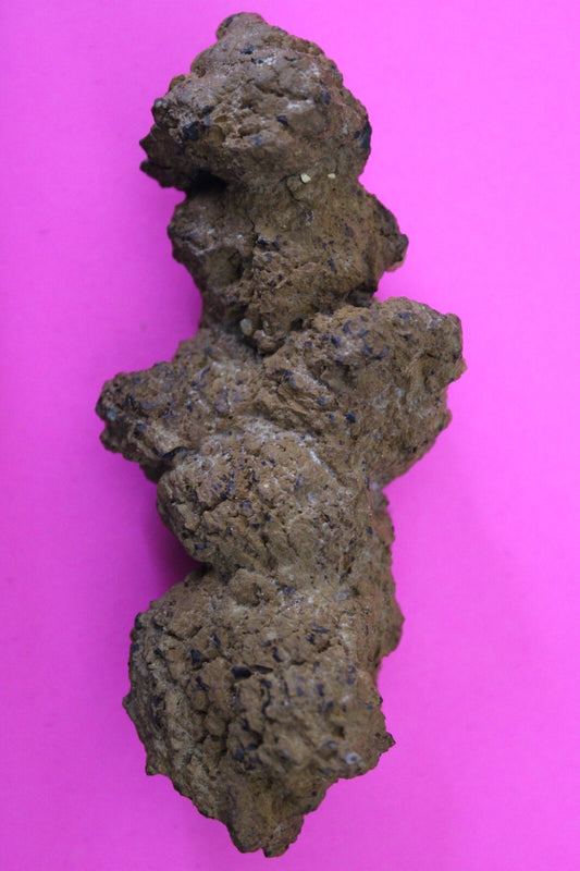 Giant Lizard Poop 5 Million Years Old Genuine Real Fossil Dinosaur Girl COA L12