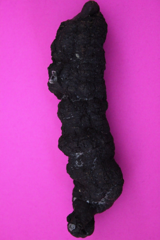 Giant Lizard Poop 5 Million Years Old Genuine Real Fossil Dinosaur Girl COA S16