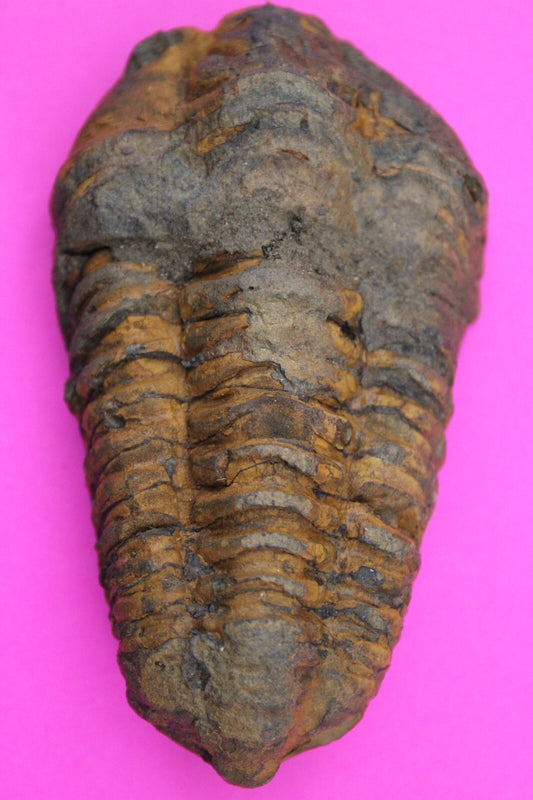 Authentic Trilobite Fossil 450 Million Years Old Genuine Dinosaur Girl COA 60