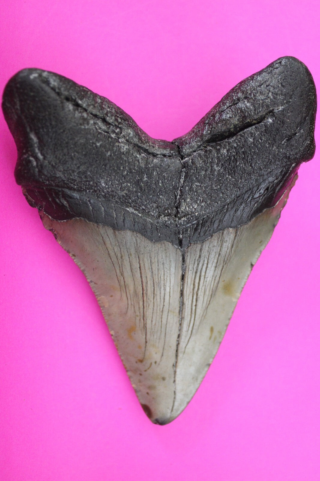 Authentic Megadolon Shark Tooth 5.06 Inch 249 Grams Fossil Dinosaur Girl COA M61