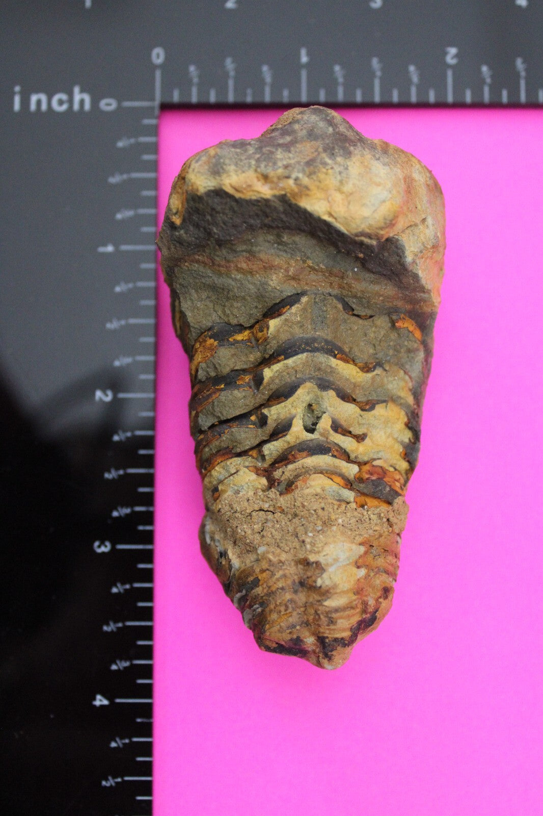 Authentic Trilobite Fossil 450 Million Years Old Genuine Dinosaur Girl COA 46