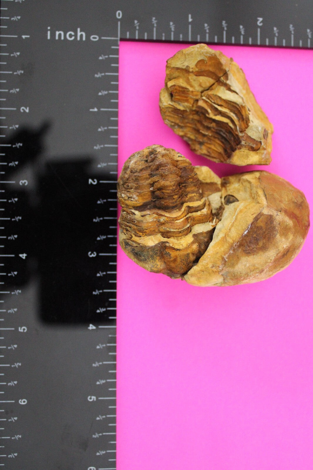 Authentic Trilobite Geode Real Fossil 450 Million Years Old Dinosaur Girl COA 07