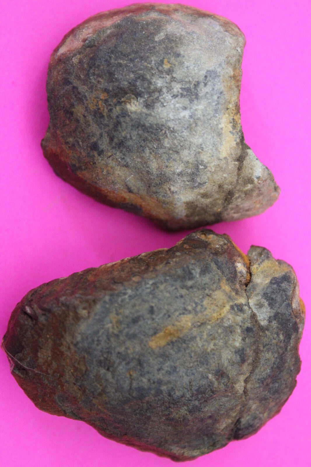 Authentic Trilobite Geode Real Fossil 450 Million Years Old Dinosaur Girl COA 11