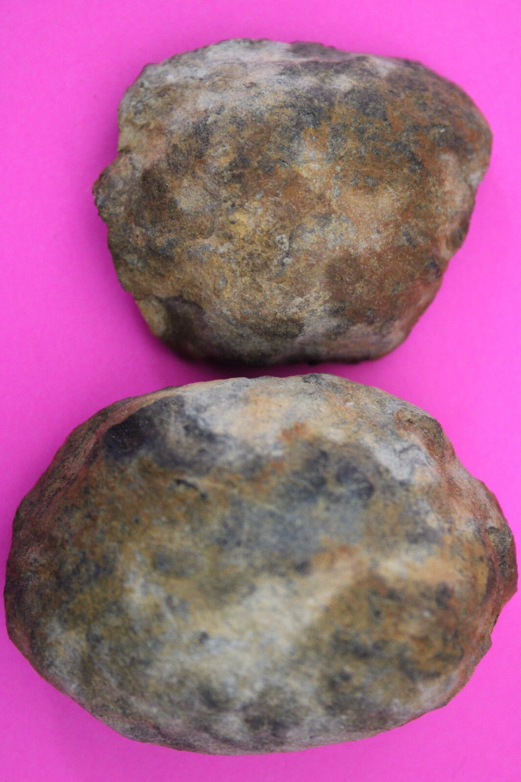 Authentic Trilobite Geode Real Fossil 450 Million Years Old Dinosaur Girl COA 06