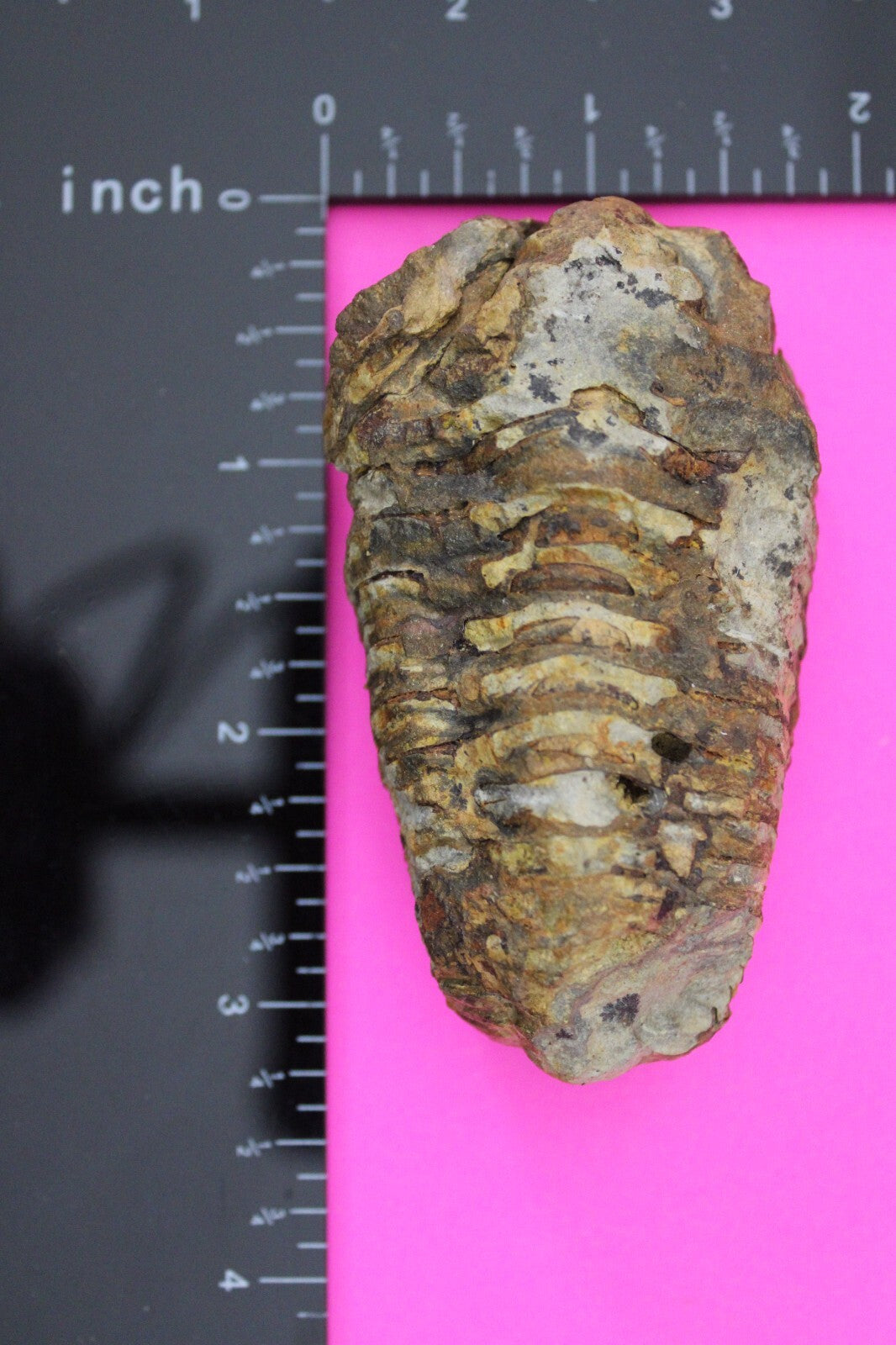 Authentic Trilobite Fossil 450 Million Years Old Genuine Dinosaur Girl COA 41