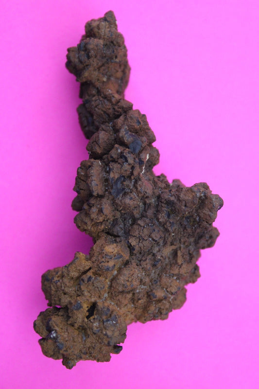 Giant Lizard Poop 5 Million Years Old Genuine Real Fossil Dinosaur Girl COA S53