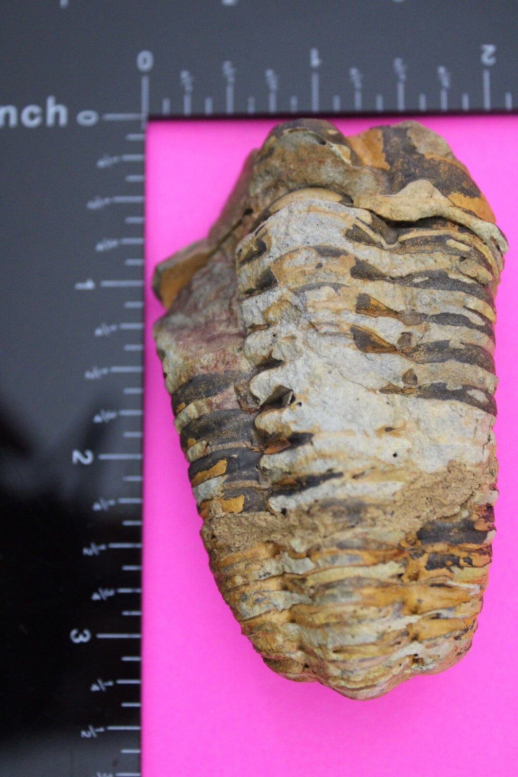 Authentic Trilobite Fossil 450 Million Years Old Genuine Dinosaur Girl COA 89