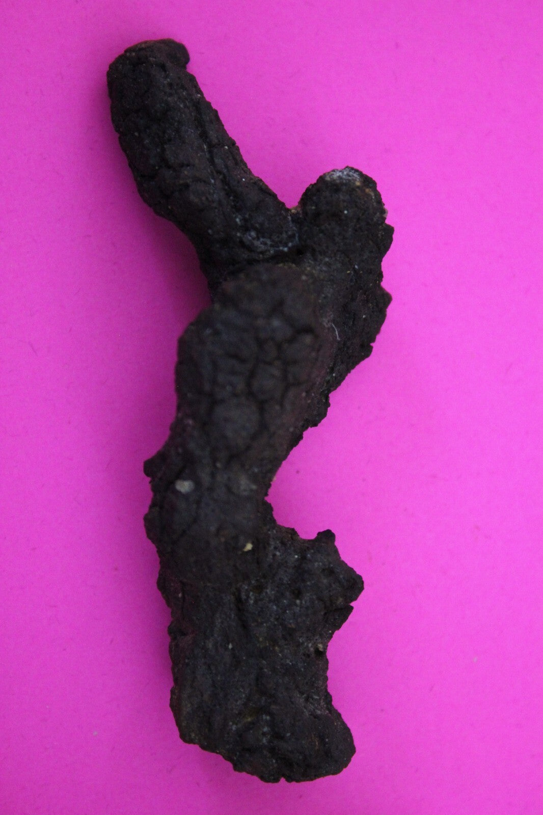 Giant Lizard Poop 5 Million Years Old Genuine Real Fossil Dinosaur Girl COA S14