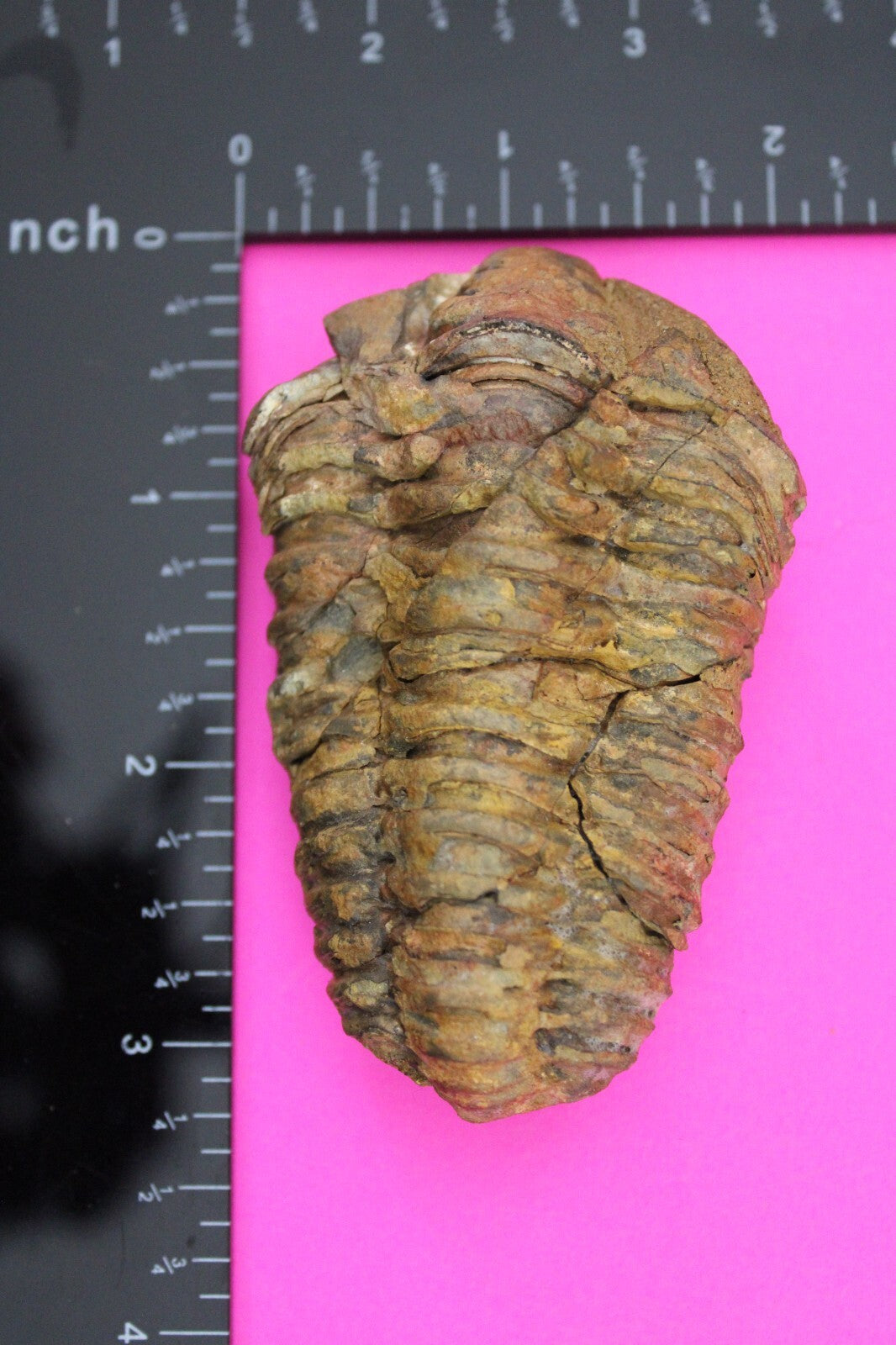 Authentic Trilobite Fossil 450 Million Years Old Genuine Dinosaur Girl COA 76