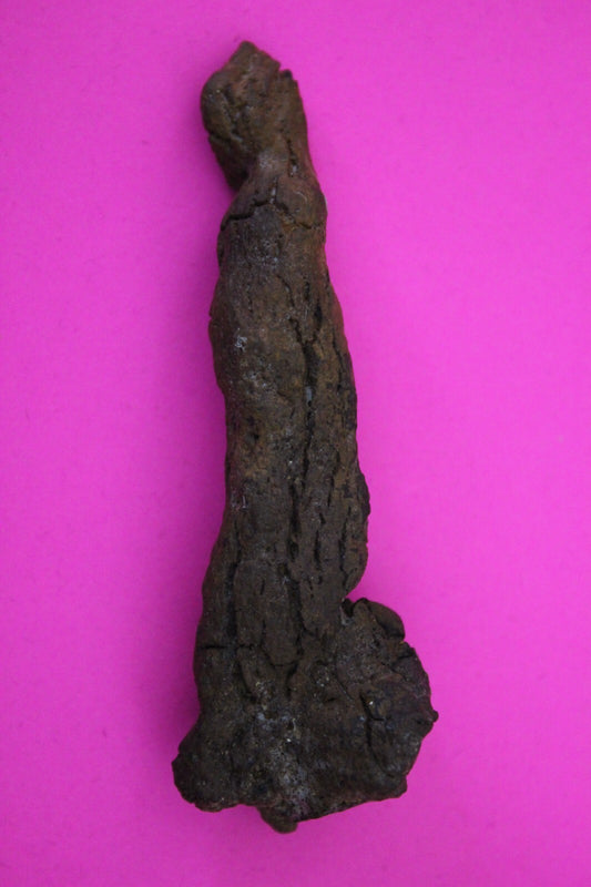 Giant Lizard Poop 5 Million Years Old Genuine Real Fossil Dinosaur Girl COA S04
