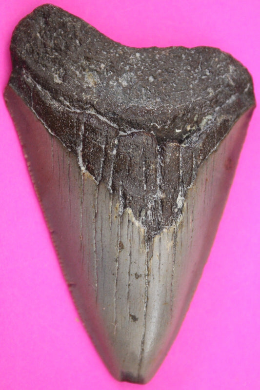 Authentic Megalodon Shark Tooth 3.06 Inches  Fossil Dino Girl COA M03