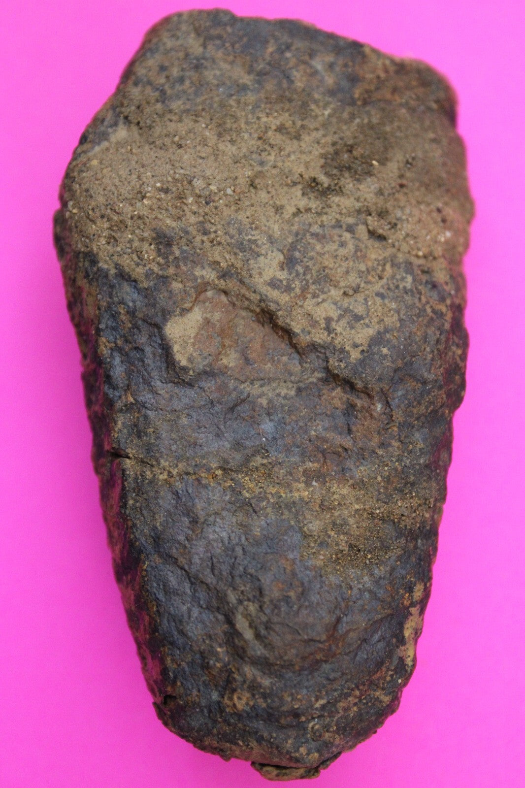 Authentic Trilobite Fossil 450 Million Years Old Genuine Dinosaur Girl COA 48