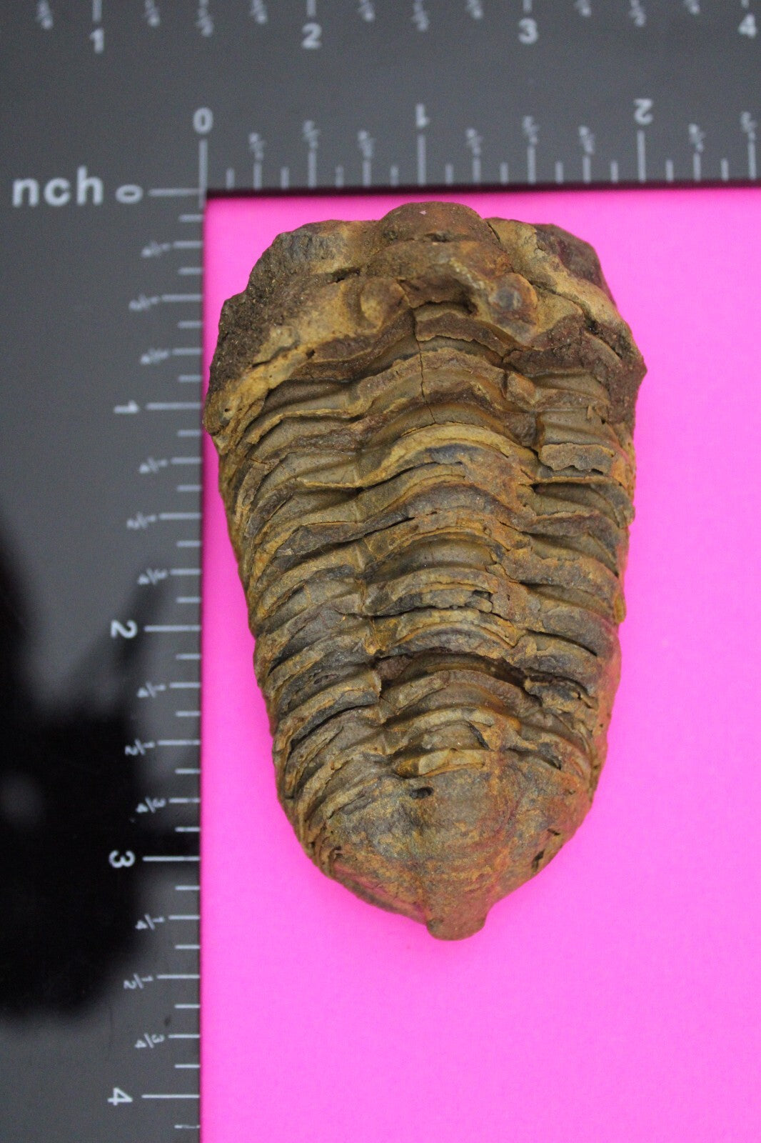 Authentic Trilobite Fossil 450 Million Years Old Genuine Dinosaur Girl COA 66