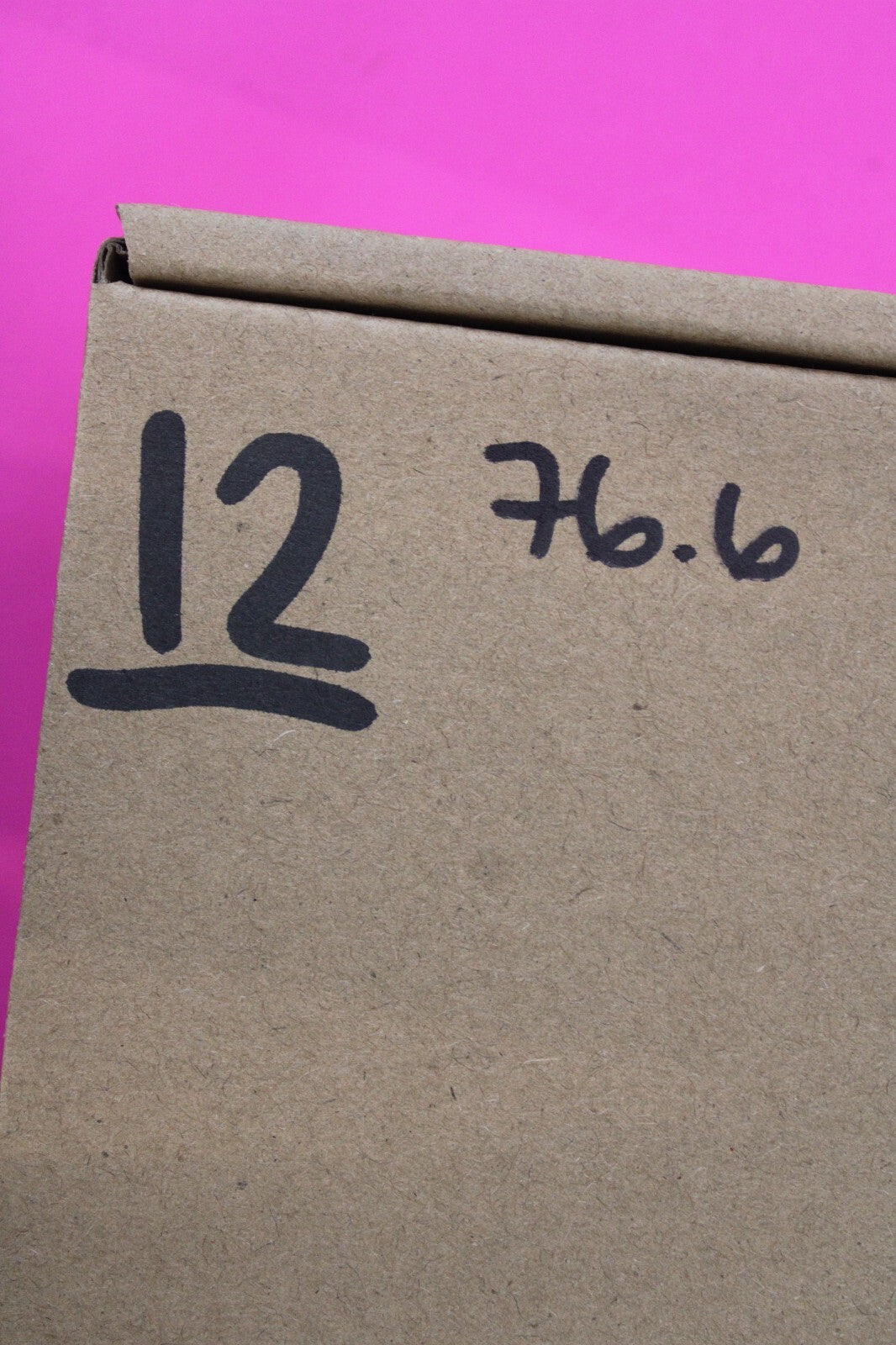 Authentic Trilobite Geode Real Fossil 450 Million Years Old Dinosaur Girl COA 12