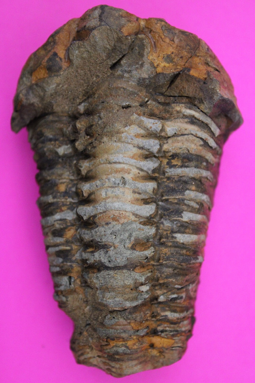 Authentic Trilobite Fossil 450 Million Years Old Genuine Dinosaur Girl COA 20