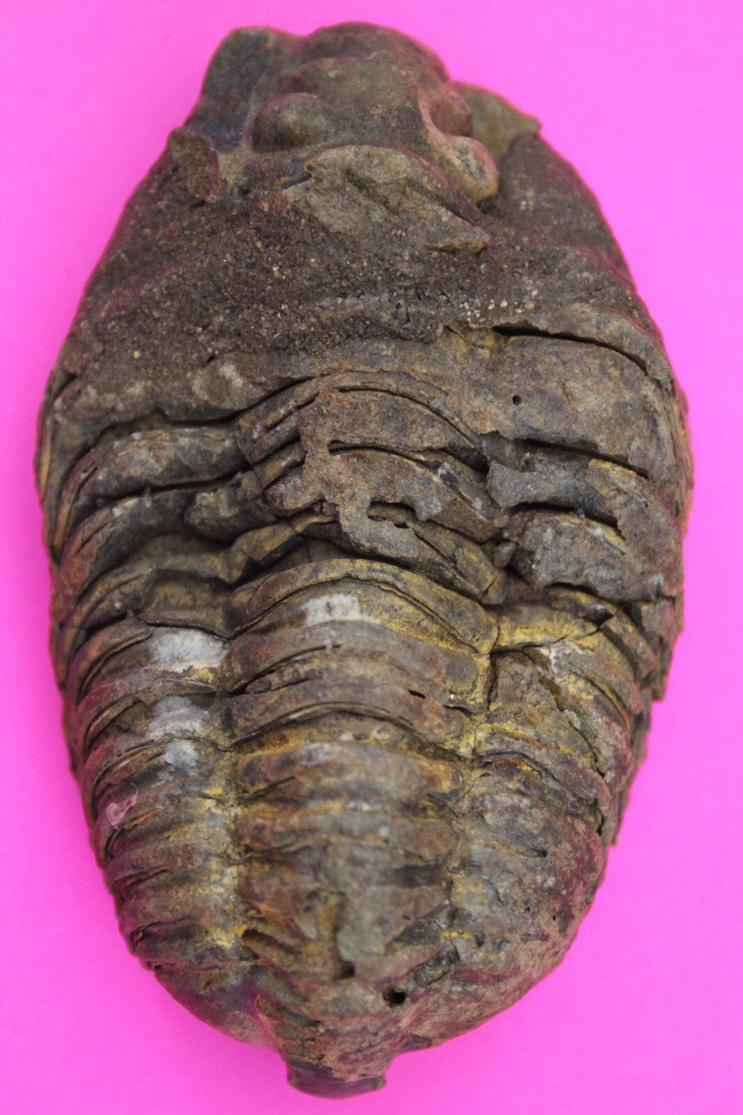 Authentic Trilobite Fossil 450 Million Years Old Genuine Dinosaur Girl COA 12