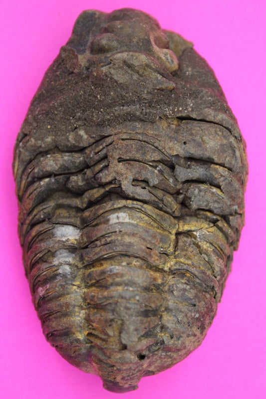 Authentic Trilobite Fossil 450 Million Years Old Genuine Dinosaur Girl COA 12
