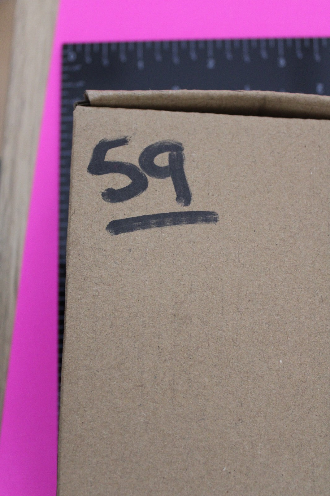 Authentic Trilobite Fossil 450 Million Years Old Genuine Dinosaur Girl COA 59