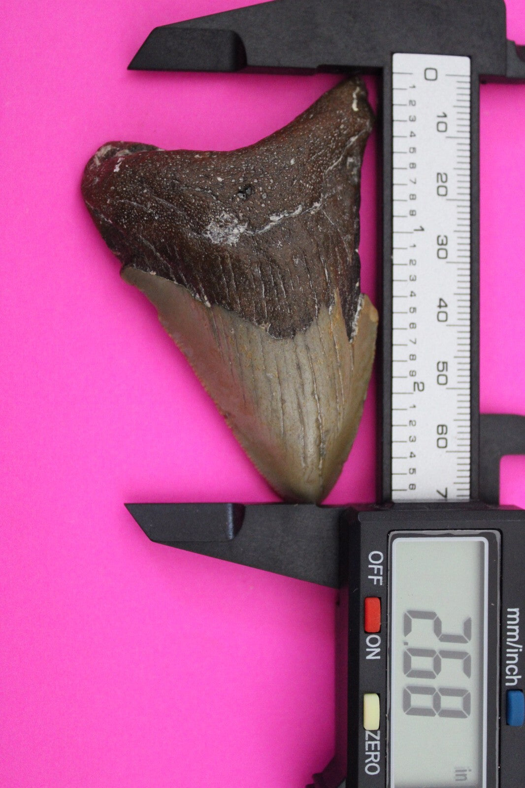 Authentic Megadolon Shark Tooth 2.68 Inch 34 Grams Fossil Dinosaur Girl COA M57