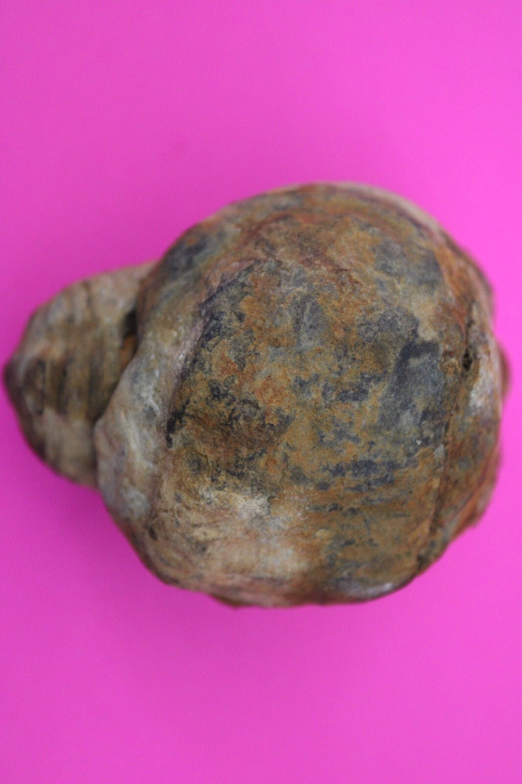 Authentic Trilobite Geode Real Fossil 450 Million Years Old Dinosaur Girl COA 02