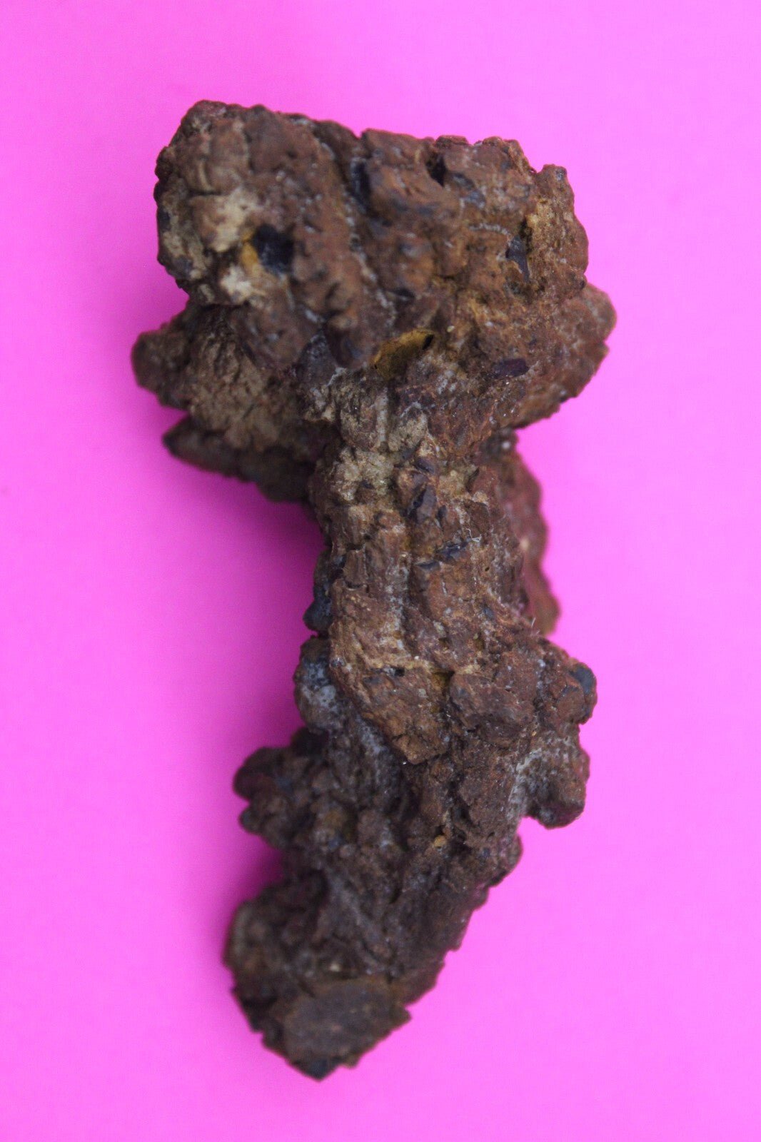 Giant Lizard Poop 5 Million Years Old Genuine Real Fossil Dinosaur Girl COA S62