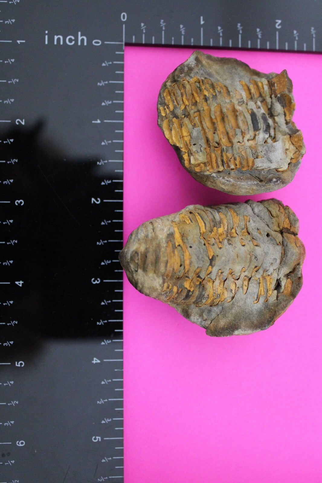 Authentic Trilobite Geode Real Fossil 450 Million Years Old Dinosaur Girl COA 02