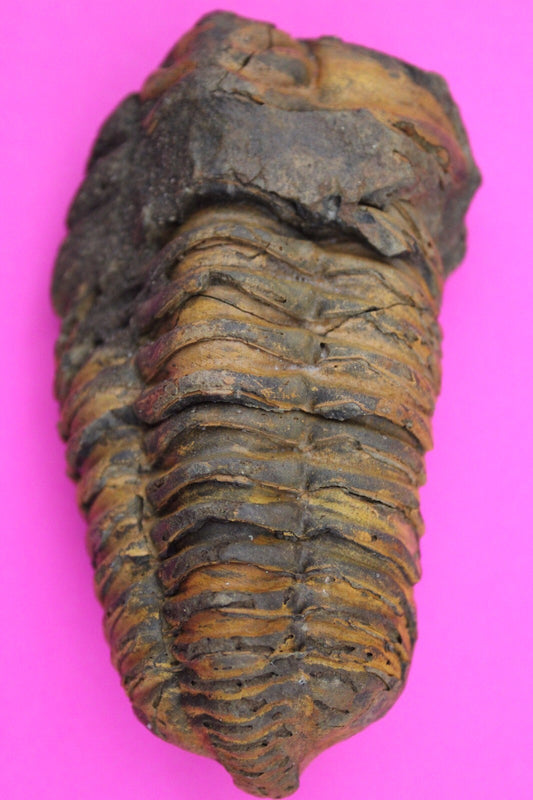 Authentic Trilobite Fossil 450 Million Years Old Genuine Dinosaur Girl COA 19