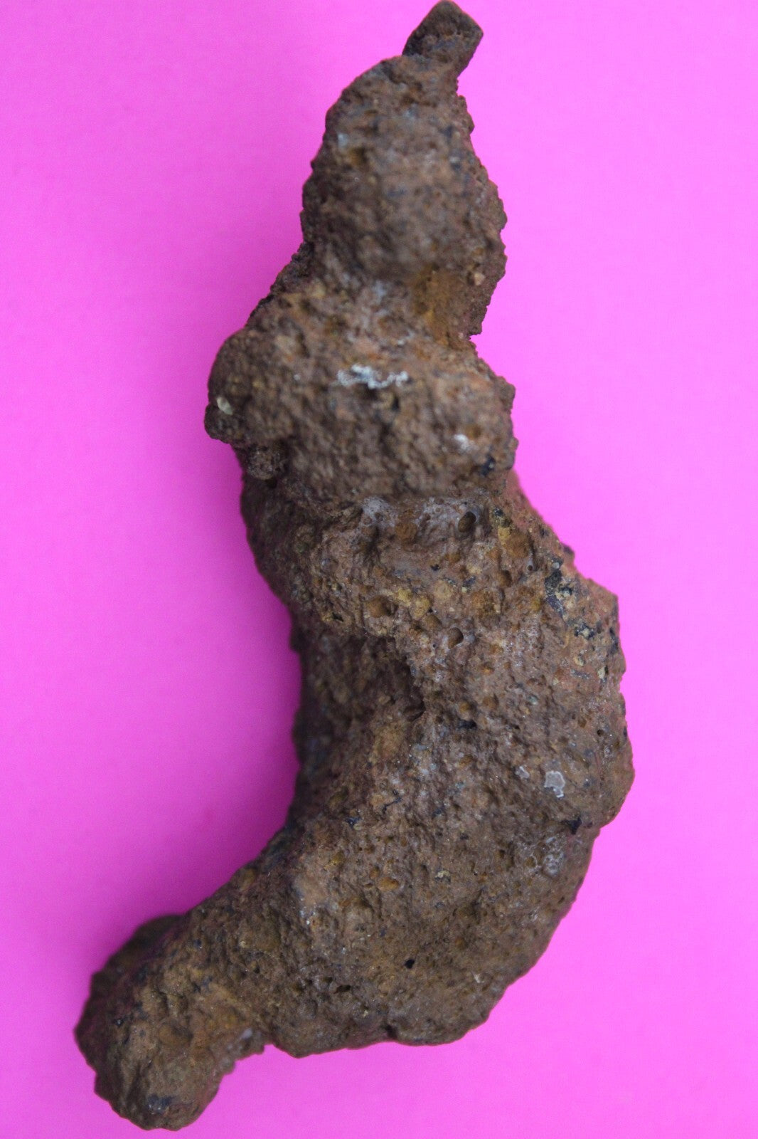 Giant Lizard Poop 5 Million Years Old Genuine Real Fossil Dinosaur Girl COA S57