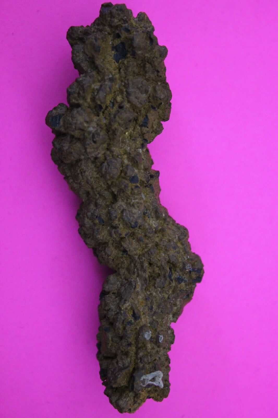 Giant Lizard Poop 5 Million Years Old Genuine Real Fossil Dinosaur Girl COA S03