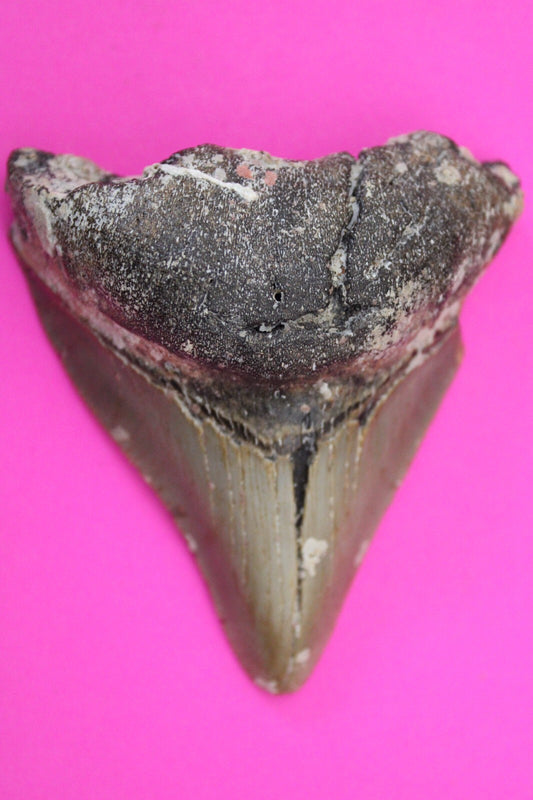 Authentic Megalodon Shark Tooth 2.85 Inches 74 Grams Fossil Dino Girl COA M52