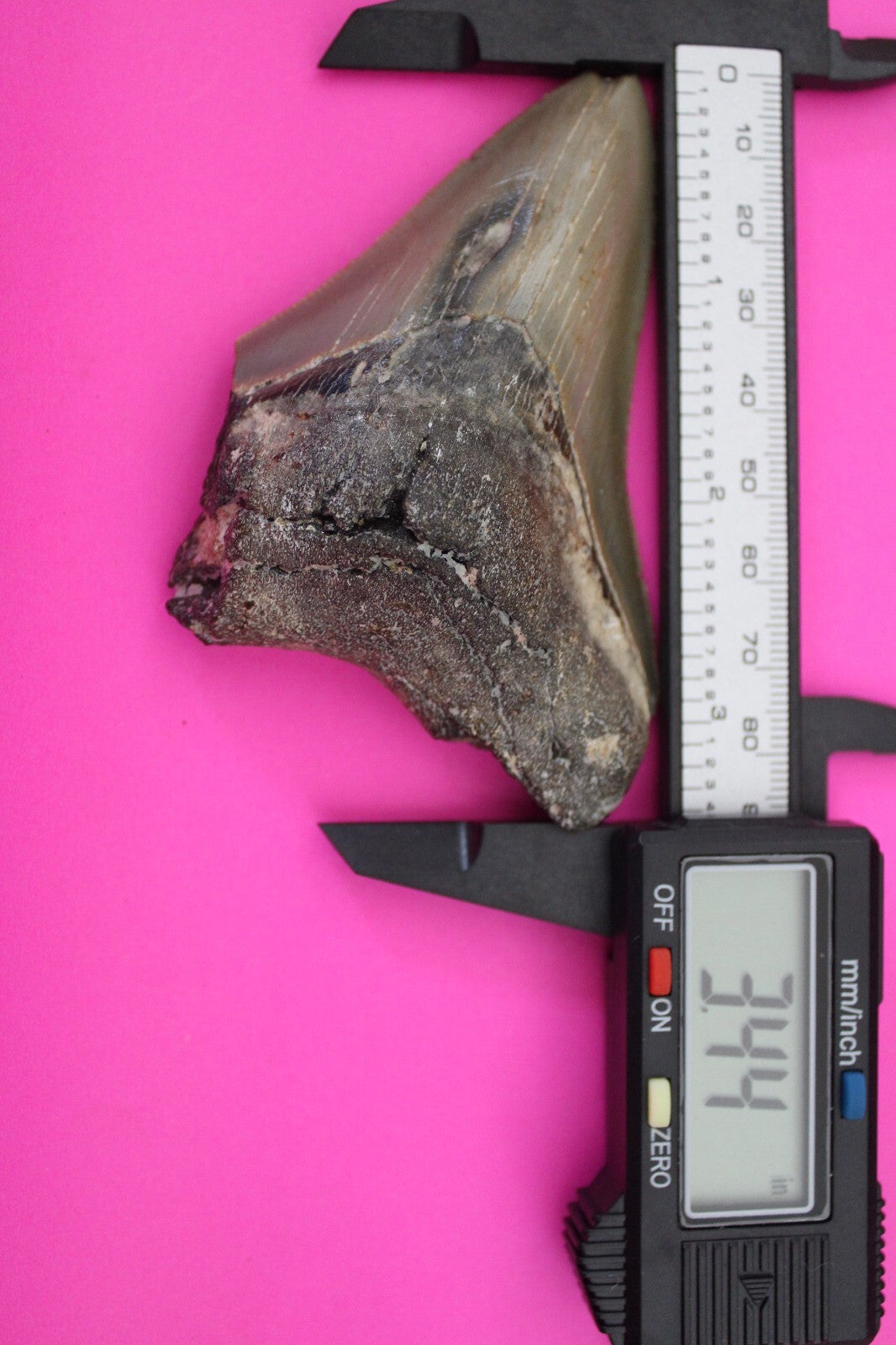 Authentic Megadolon Shark Tooth 3.44 Inch 96 Grams Fossil Dinosaur Girl COA M55